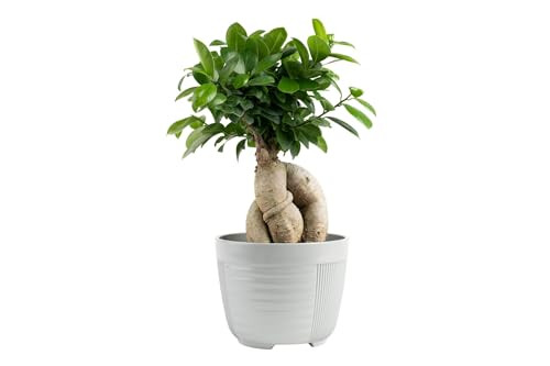Costa Farms Bonsai Miniature Tree Live Plant in Decorative Pot, Indoor Houseplant, Perfect for Home, Room, or Office Decor, Great House Warming or Birthday Gift, 7-10 Inches Tall | Amazon (US)