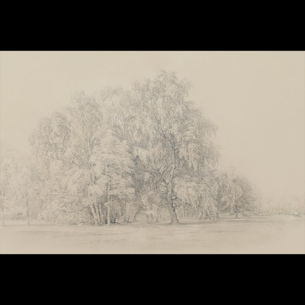 SYCAMORES | Juniper Print Shop