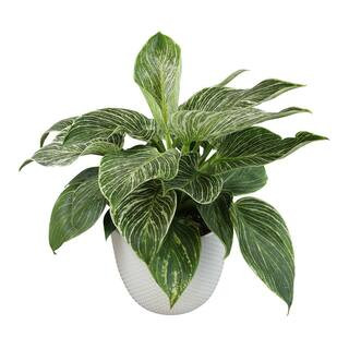 Philodendron Birkin Live House Plant in 6 in. White Textured Ceramic Pot | The Home Depot