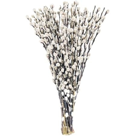 40 Stems 17.5 Inches Real Dried Pussy Willow Branches for Vase White Pussy Willows Snow willlows ... | Amazon (US)