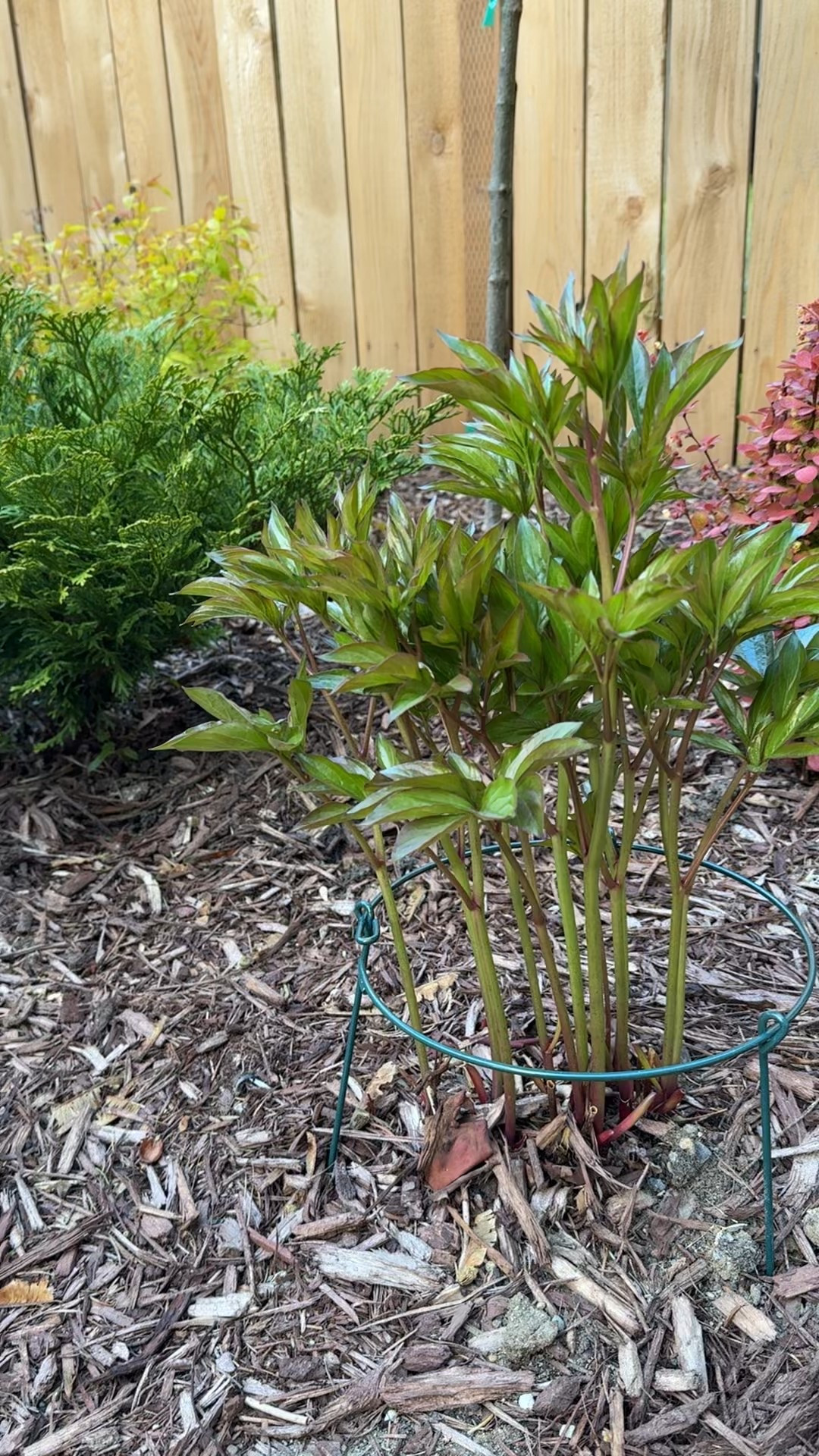 About time to install those peony cages!! 

#LTKHome #LTKU #LTKWatchNow