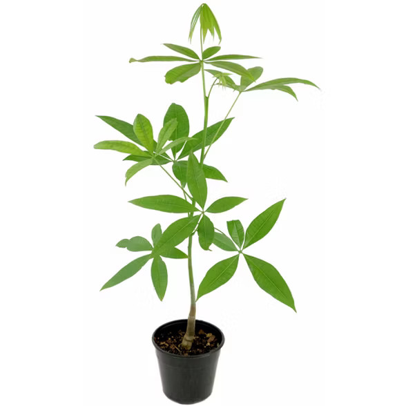 Money Tree 1pc U.S.D.A. Hardiness Zones 10-11 National Plant Network 2.5qt | Target