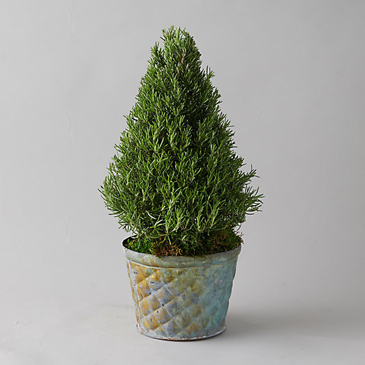Rosemary Tree, Geo Metal Pot | Terrain