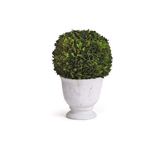 Live Preserved Boxwood Topiary Trees | Pottery Barn (US)