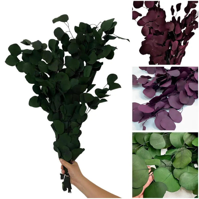 Preserved Silver Dollar Eucalyptus Bundle: California Grown, Red/Green/Burgundy | Etsy (US)