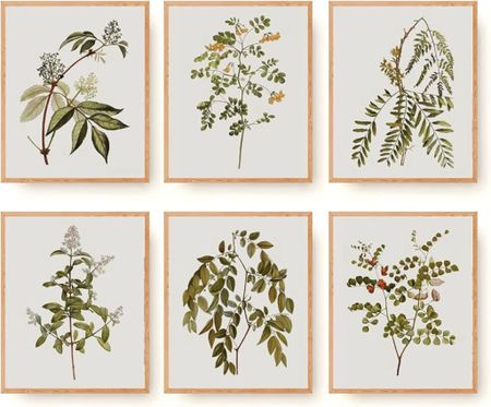 Botanical art prints, set of 6. 
These see the ones I see in my kitchen .

I have the 11x14 size and placed in 16x20 matted frames 

#LTKStyleTip #LTKHome