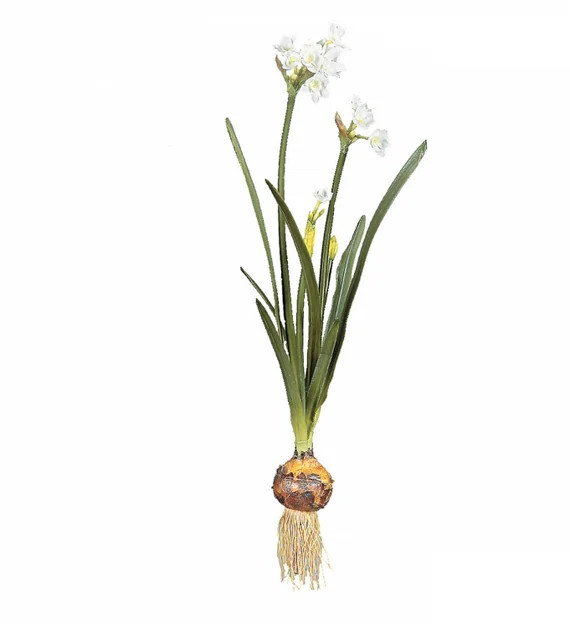 Faux Paperwhite With Bulb and Roots  Artificial Paperwhite - Etsy | Etsy (US)