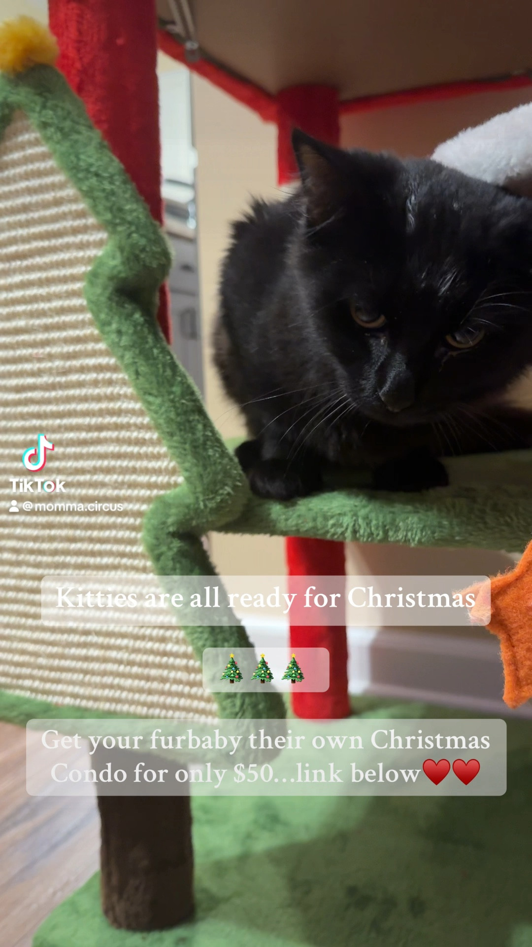 Adorable Christmas Cat House Kitty Condo🎄♥️ #petfinds #cathouse #furbaby #christmasdecor

#LTKHoliday #LTKVideo #LTKCyberWeek