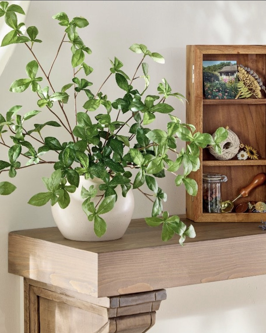 Faux greenery by Hearth & Hand

New spring line by Hearth & Hand perfect for console or coffee table  

#LTKU #LTKFindsUnder50 #LTKHome