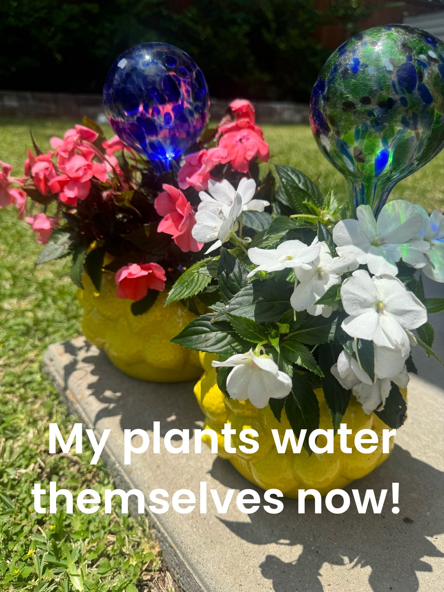 #ad Ready for summer travel and now I have one less thing to worry about! My plants water themselves now!✈️✈️✈️ @wayfair #wishyouwerehere #outdoor #wayfair #wayfairpartner

#LTKootd #LTKTravel #LTKHome