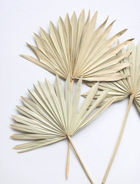 Premium Dried Palm Leaf Bleached  Sun Palm  Spring Home | Etsy | Etsy (US)