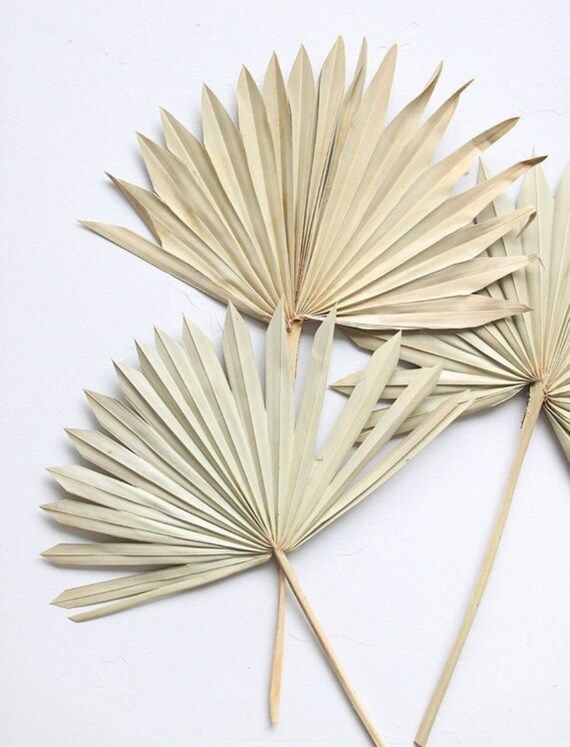 Premium Dried Palm Leaf Bleached | Sun Palm | Spring Home Decor | Wedding Decor | Boho Wedding | ... | Etsy (US)