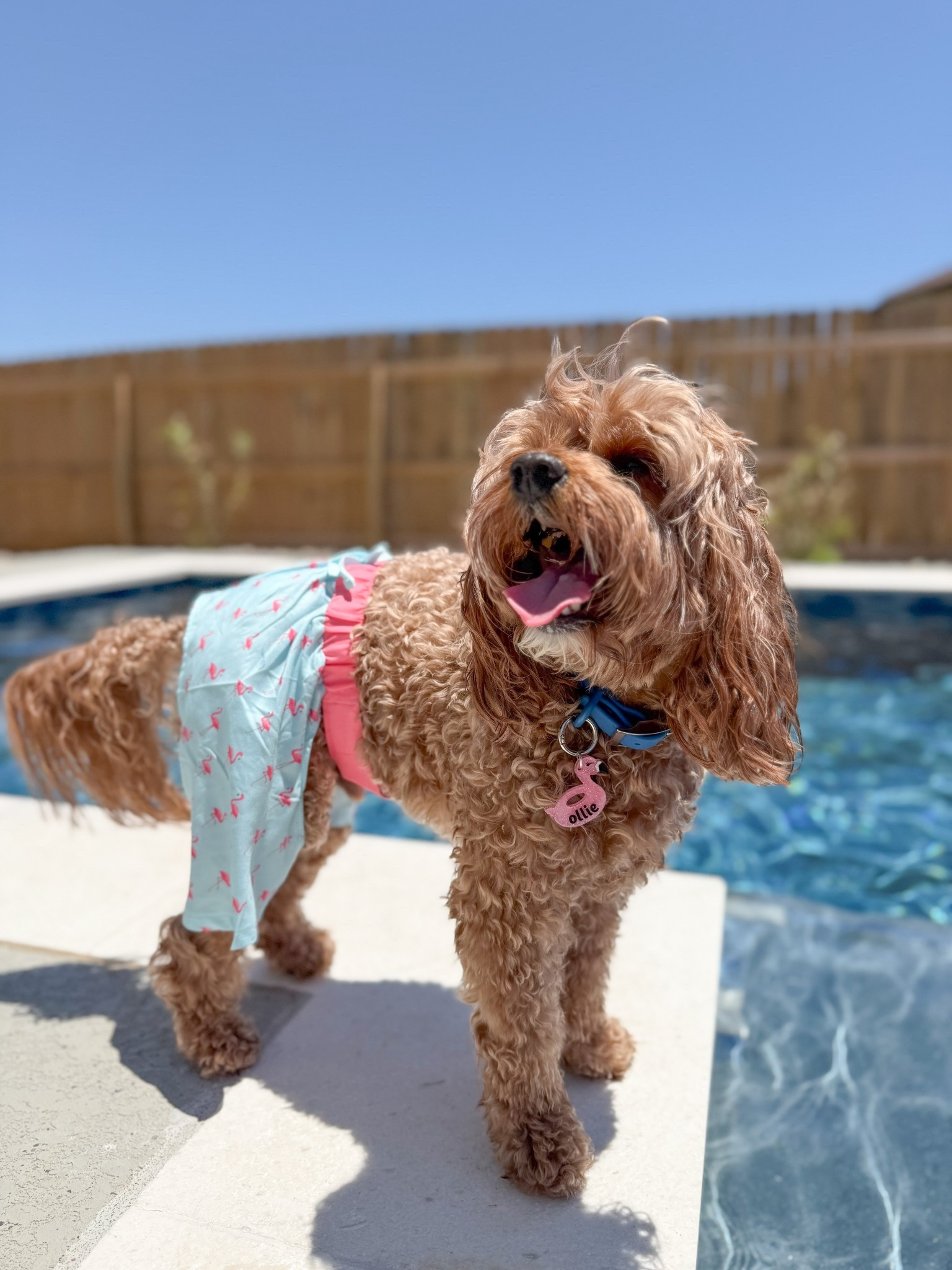 Obsessed with these dog trunks on Ollie! Grabbed the flamingo and ducky ones! A must have for the summer! 🦩🐤