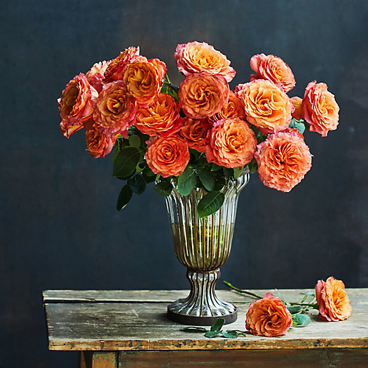 Fresh Free Spirit Roses Bunch, 2 Dozen | Terrain