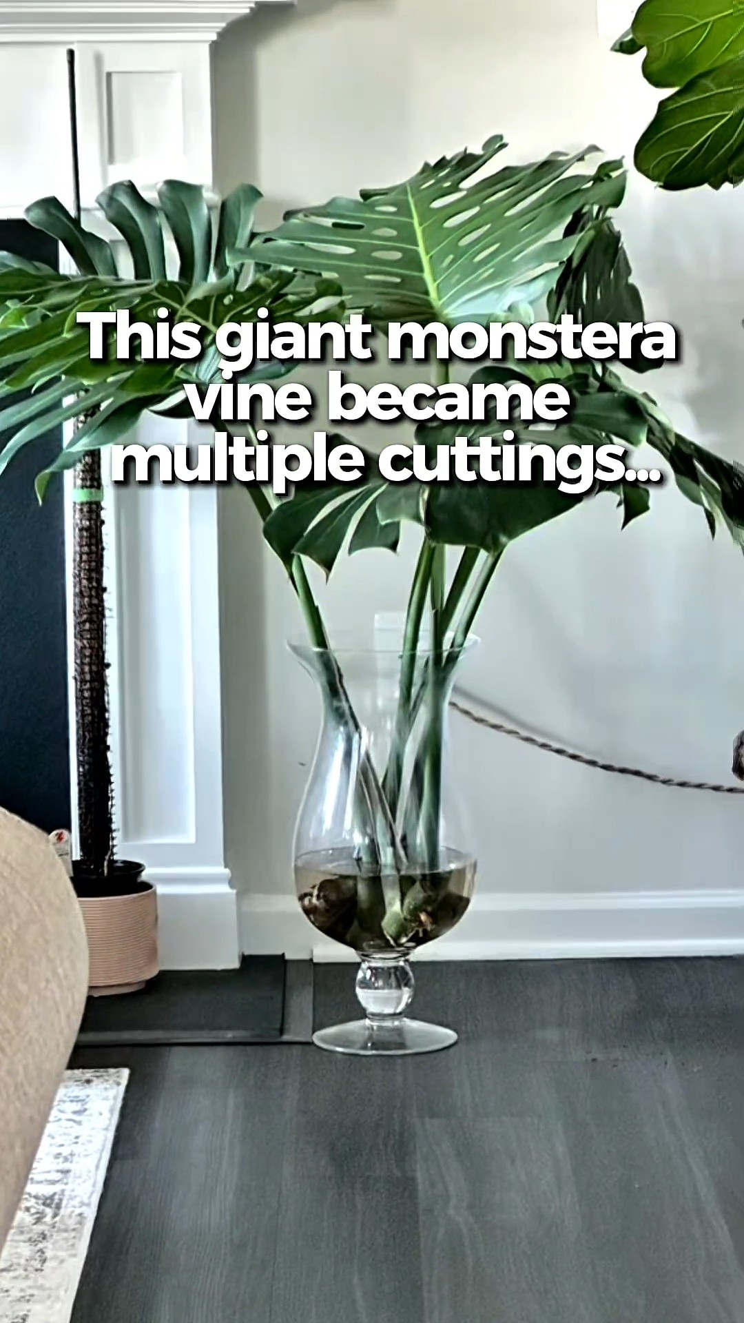 How I kept my cuttings alive for two years...

#LTKdayinmylife #LTKstorytime #LTKHome