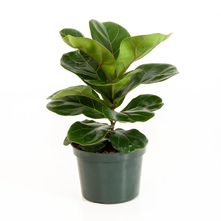 United Nursery Live Fiddle Leaf Fig Plant 12-18 Inches Tall Ficus Lyrata in 6 Inch Grower Pot | Walmart (US)