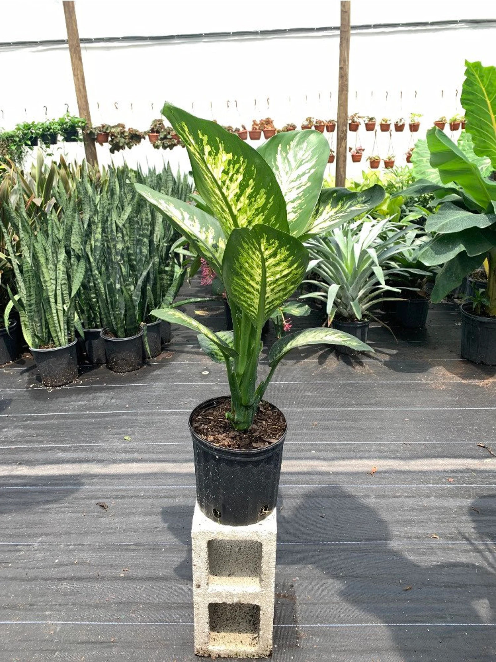 Dieffenbachia tropic Snow 10 Inch Pot - Etsy | Etsy (US)