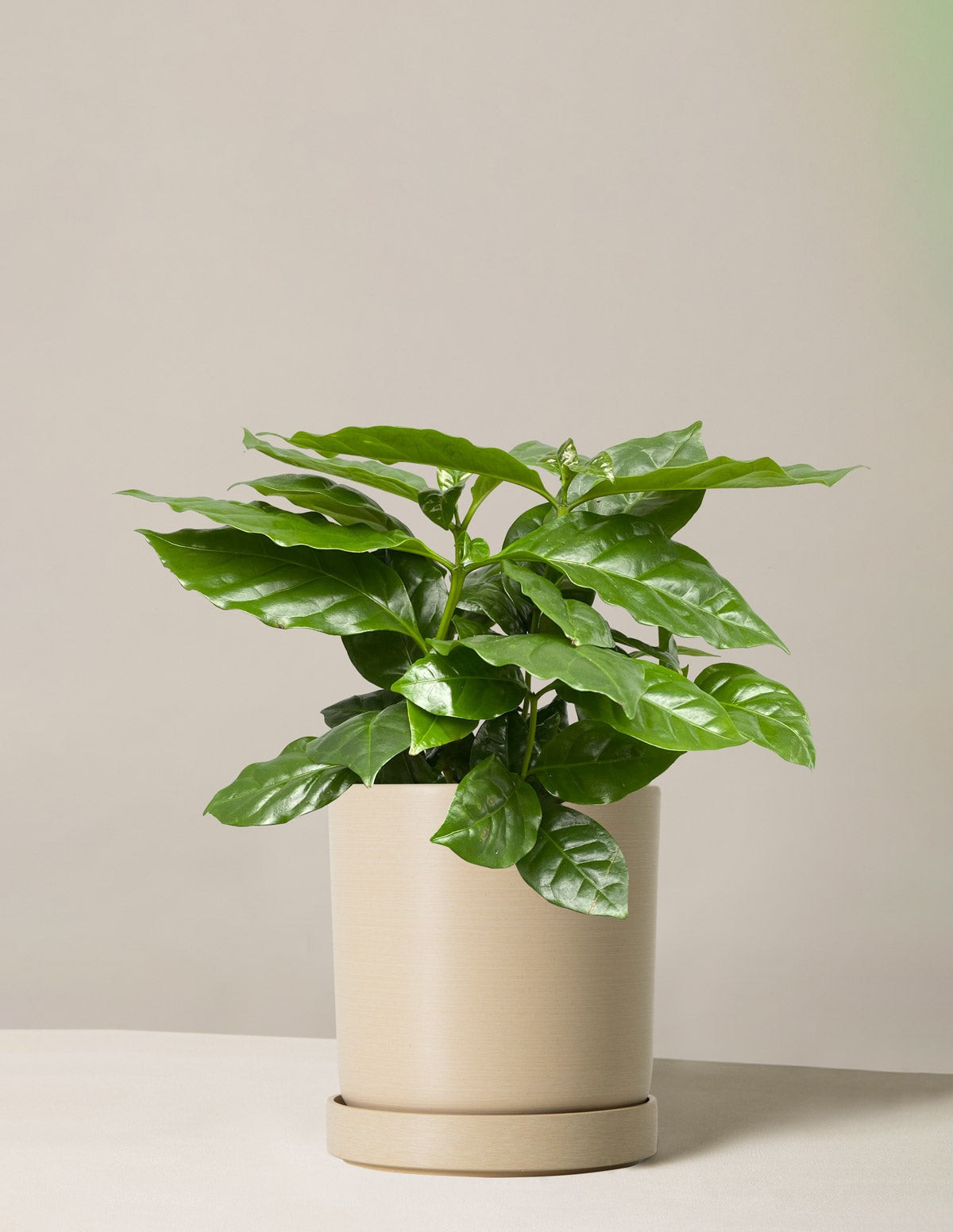 Coffee Plant
    $96$82
         Save 15% | The Sill