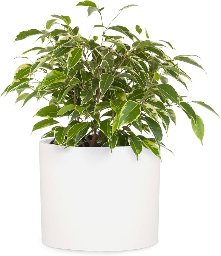 Fox & Fern Large 12 Inch Plant Pot - Premium Lightweight Fiberstone White Planter with Drainage P... | Amazon (US)