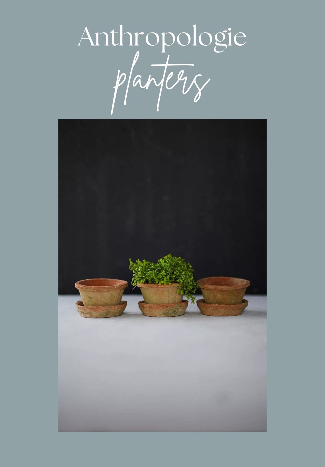 Spring succulent planters 