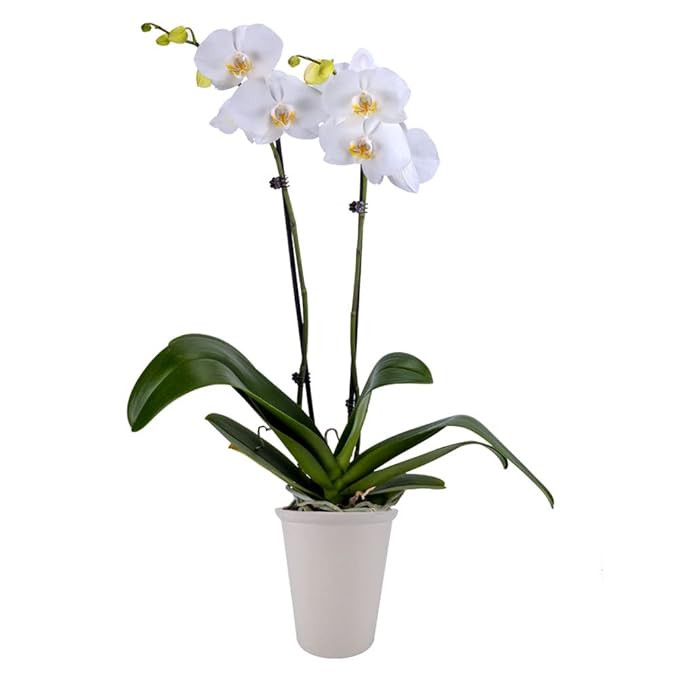 DecoBlooms Living White Premium Orchid Plant - 5 inch Blooms - Fresh Flowering Home Décor, DB009... | Amazon (US)
