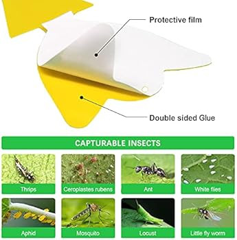 36 Pcs Sticky Traps for Fruit Fly, Whitefly, Fungus Gnat, Mosquito and Bug, Yellow Sticky Insect ... | Amazon (US)