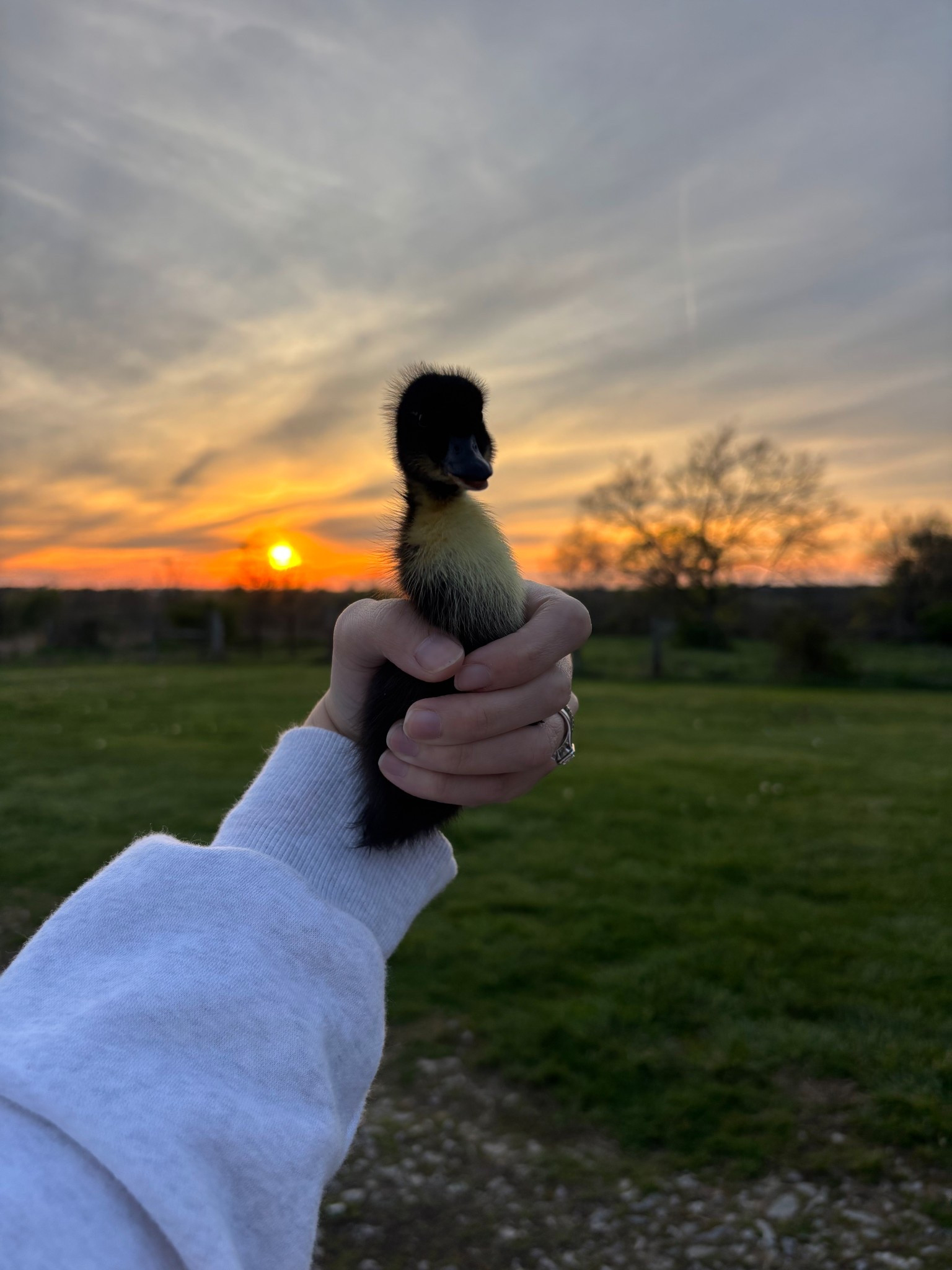 6 new duckling and 6 new chicks! The farm is growing! And Ruby will be here in 2 weeks 🥹

#LTKmomlife #LTKHome #LTKdayinmylife