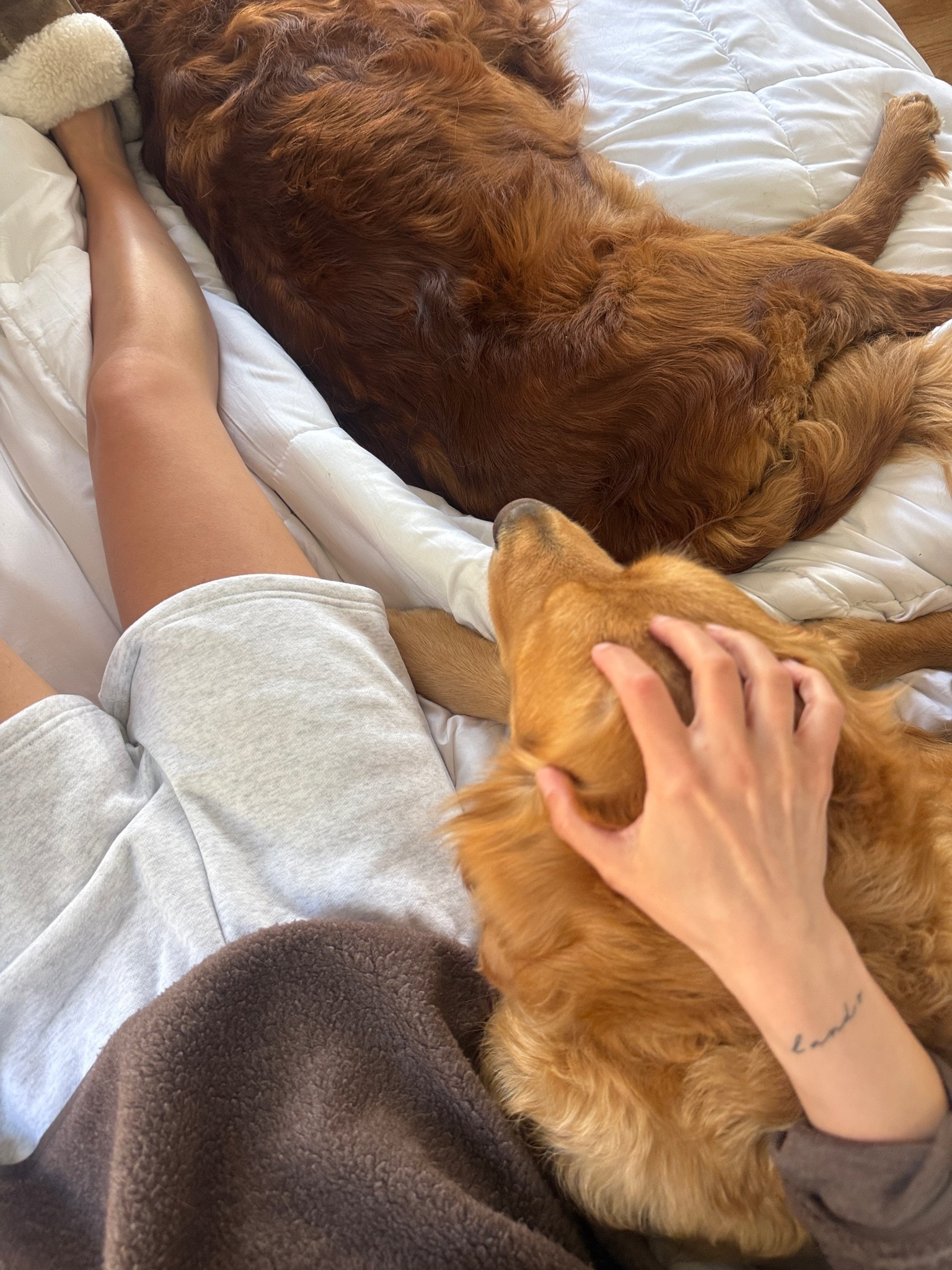 best fleece shorts IMO!!!! 🤎💛 soooo so cozy. love a lounge fleece short 🥹 #cozyshorts #cozy #fleece

#LTKsummer