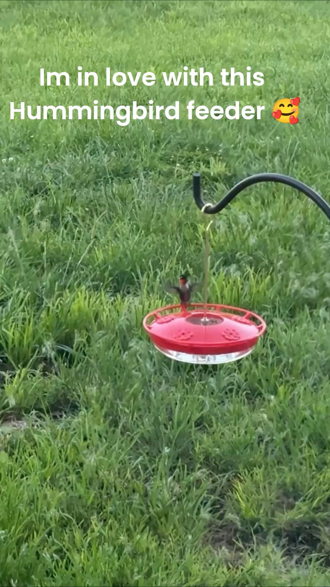 This hummingbird feeder is a game changer! 

Last year we had one or two and once we got this new feeder? We had FIVE at one time! The box includes instructions on making your own syrup. #ltkoutdoor

I’m thinking I need two more. 😉