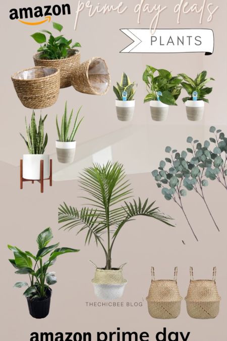Just because it’s getting colder doesn’t mean you can brighten up the inside of your home with these plants! 

#LTKhome #LTKsalealert