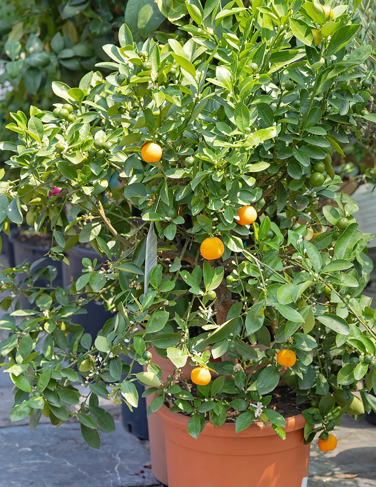 Clementine Mandarin Tree | The Sill