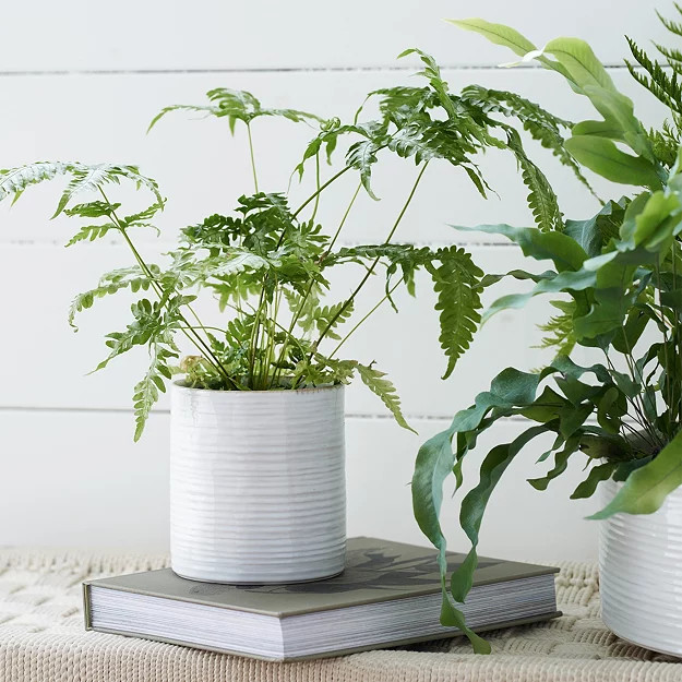 White Ribbed Ceramic Planter – Small | The White Company (UK)