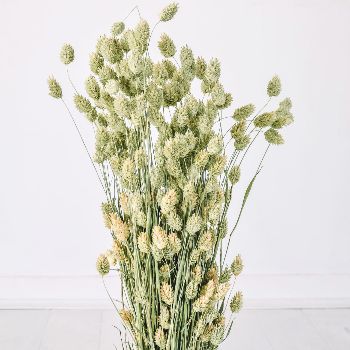 Dried Natural Phalaris Canary Grass | Trouva (Global)