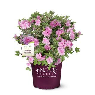1 Gal. Autumn Carnation Shrub with Semi Double Pink Flowers | The Home Depot