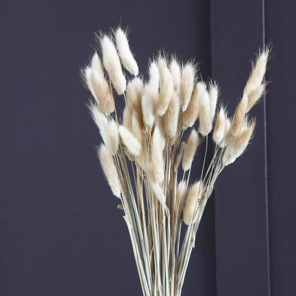 50-60cm Bunny Tails/Lagurus Ovatus Bunch in Natural (50 stems approx) | La Redoute (UK)