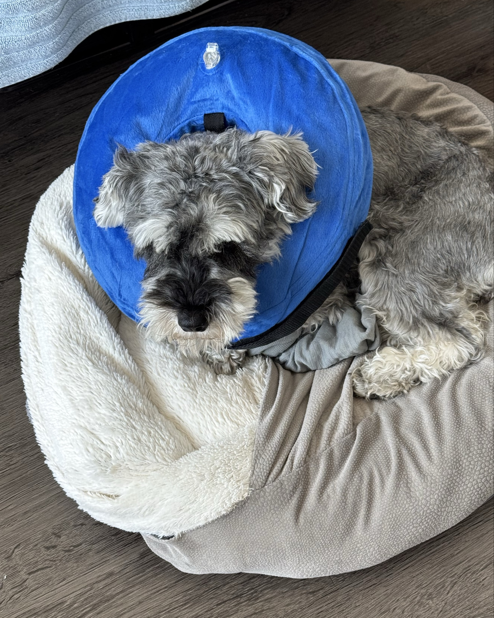 This inflatable donut is much nicer than the plastic cone provided by the vet, hopefully my dog can sleep better with it.