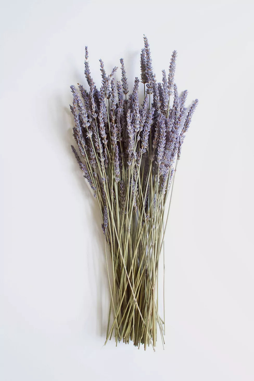 Roxanne's Dried Flowers French Lavender | Urban Outfitters (US and RoW)