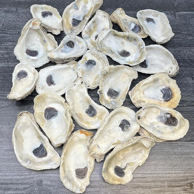 Oyster Shells, 3" - 4" inch Large Oyster Shells for Crafts (20pcs), Bulk Oyster Shells, Nautical ... | Amazon (US)