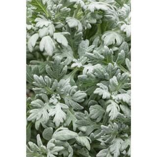 PROVEN WINNERS 4.5 in. Qt. Quicksilver Dusty Miller (Artemisia) Live Plant, Silver Foliage-ARTPRW... | The Home Depot