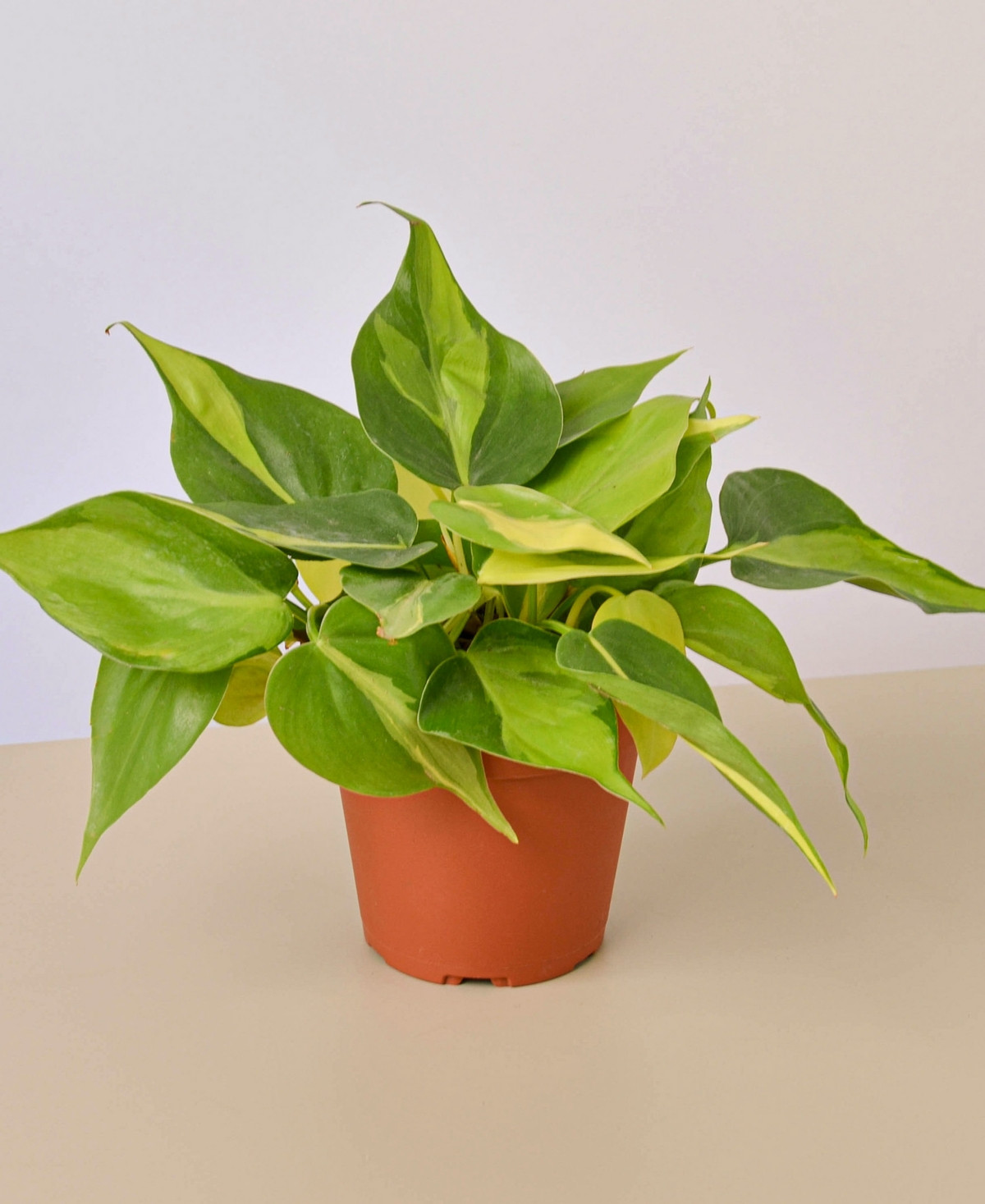 Philodendron Brasil Live Plant, 4" Pot | Macys (US)