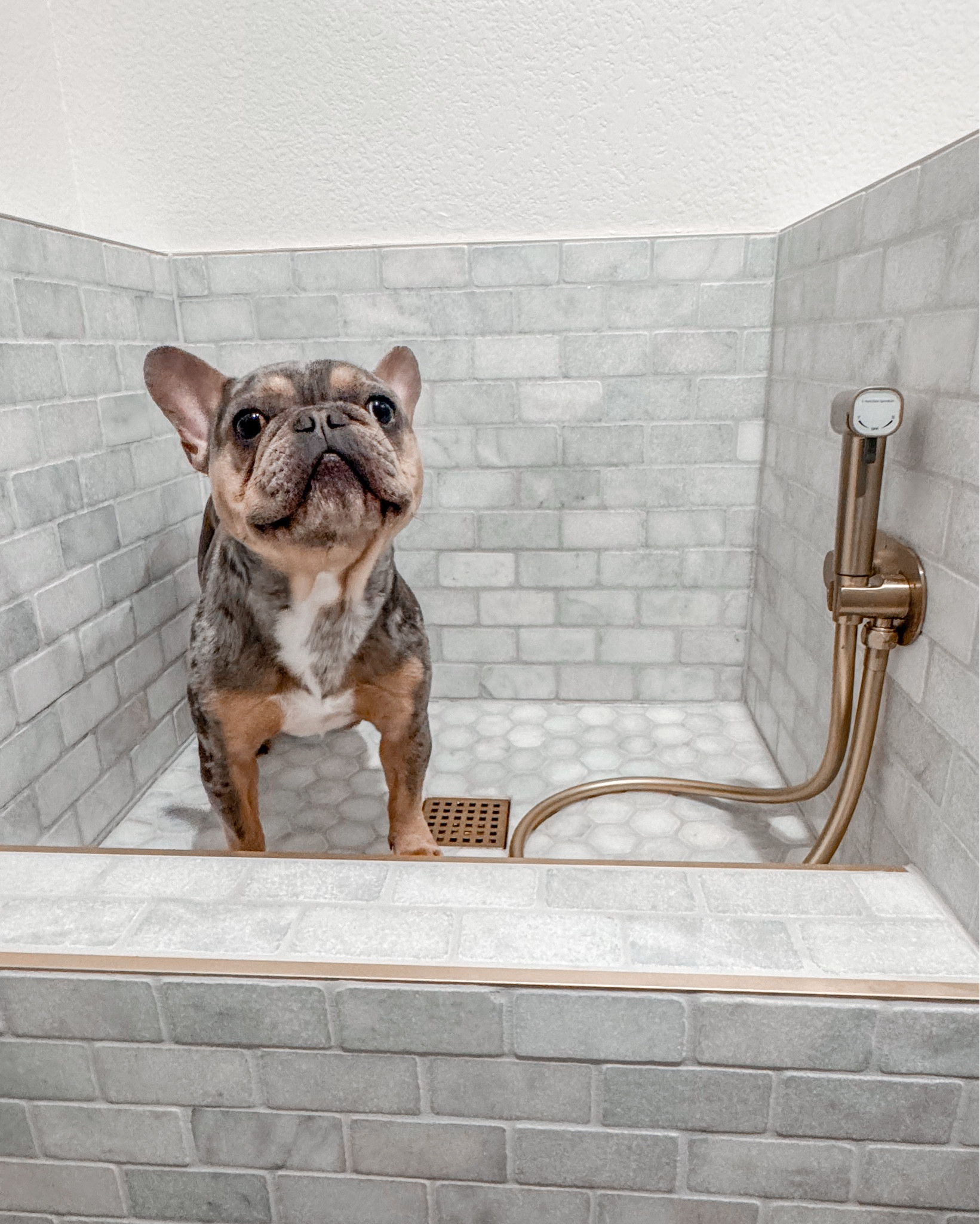 This sprayer works perfectly for my dog wash, has great pressure and I love the on/off switch without having to turn the water totally off so it stays at the temp you want! Dunkin approves 💕
#dogwash #dogwashsprayer #pethome 

#LTKHome