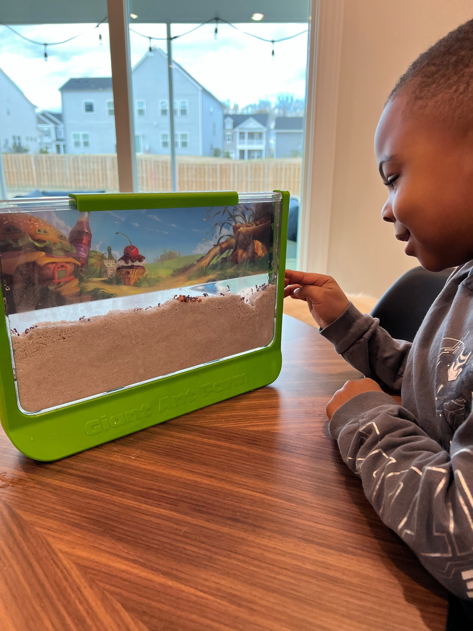 Ant farms are a fun and easy learning experience for the whole family! 

#LTKunder100 #LTKkids #LTKfamily