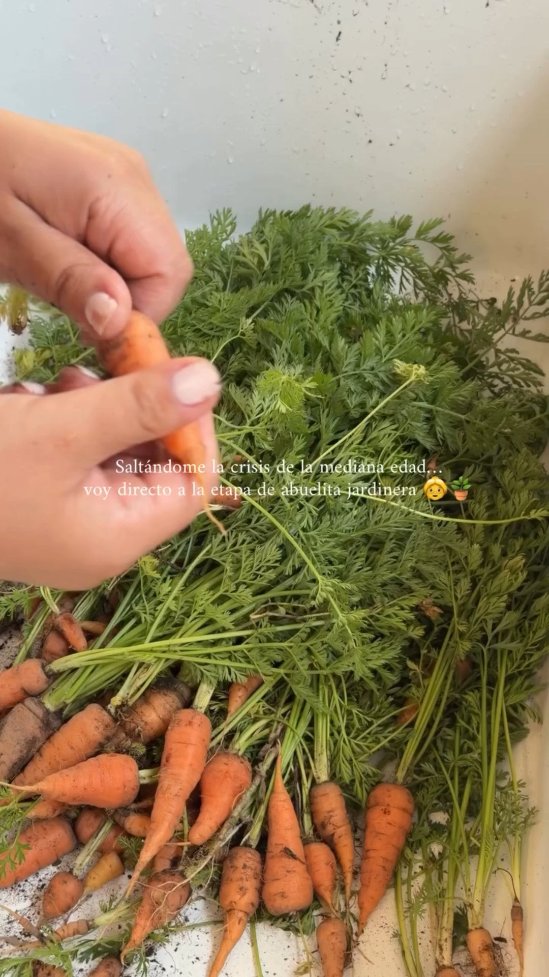Saltándome la crisis de la mediana edad…
voy directo a la etapa de abuelita jardinera 👵🪴 #jardin #cultivos #hogar #milenial #sembrando