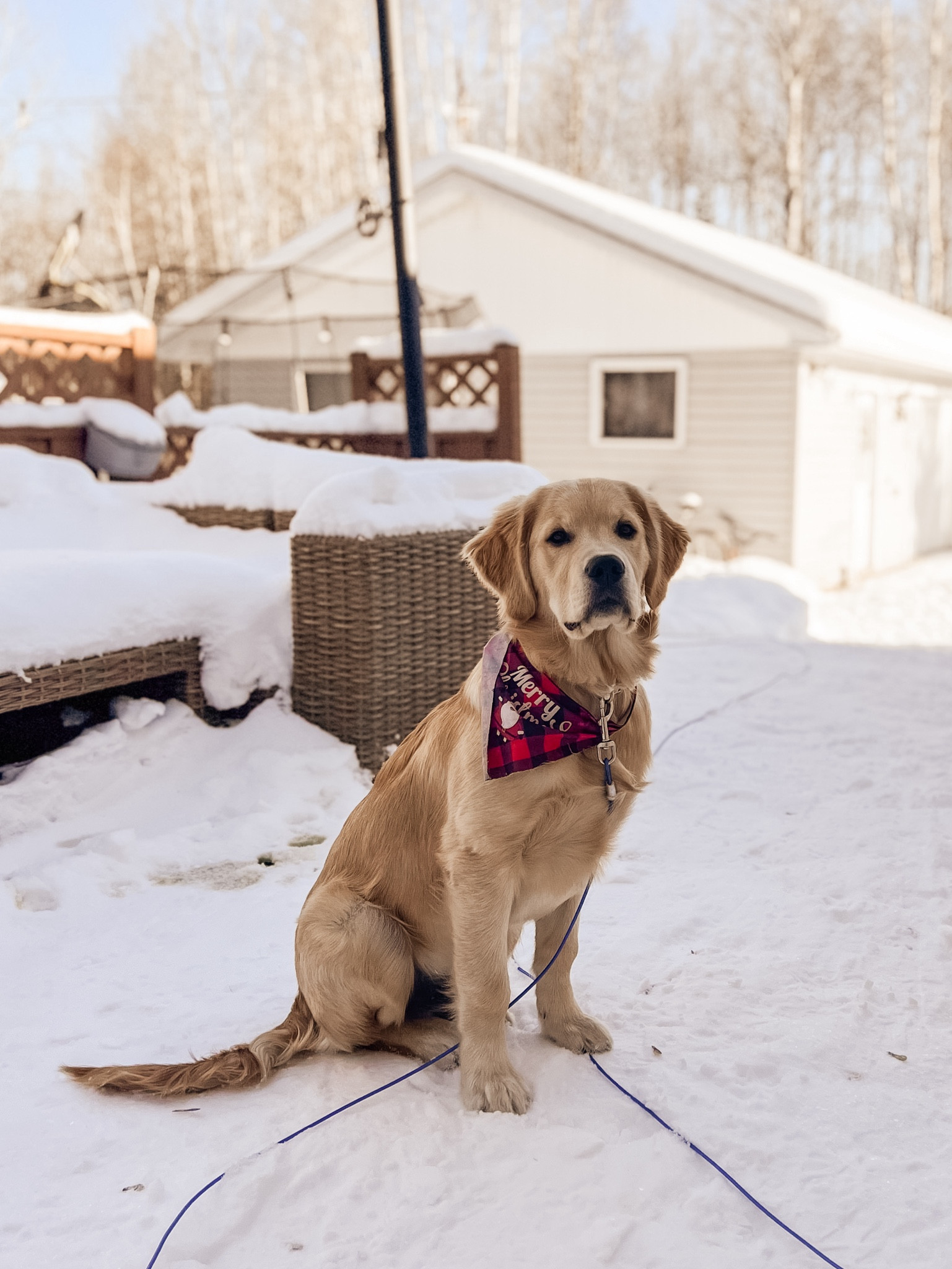 Everything we use and love for our dog Maple! ♥️ 

#goldenretriever #dogs #pets #home 

#LTKHome