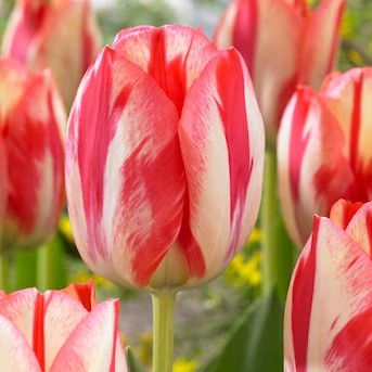Van Zyverden Pink Tulips Spryng Break Bulbs Bagged 12-Count | Lowe's