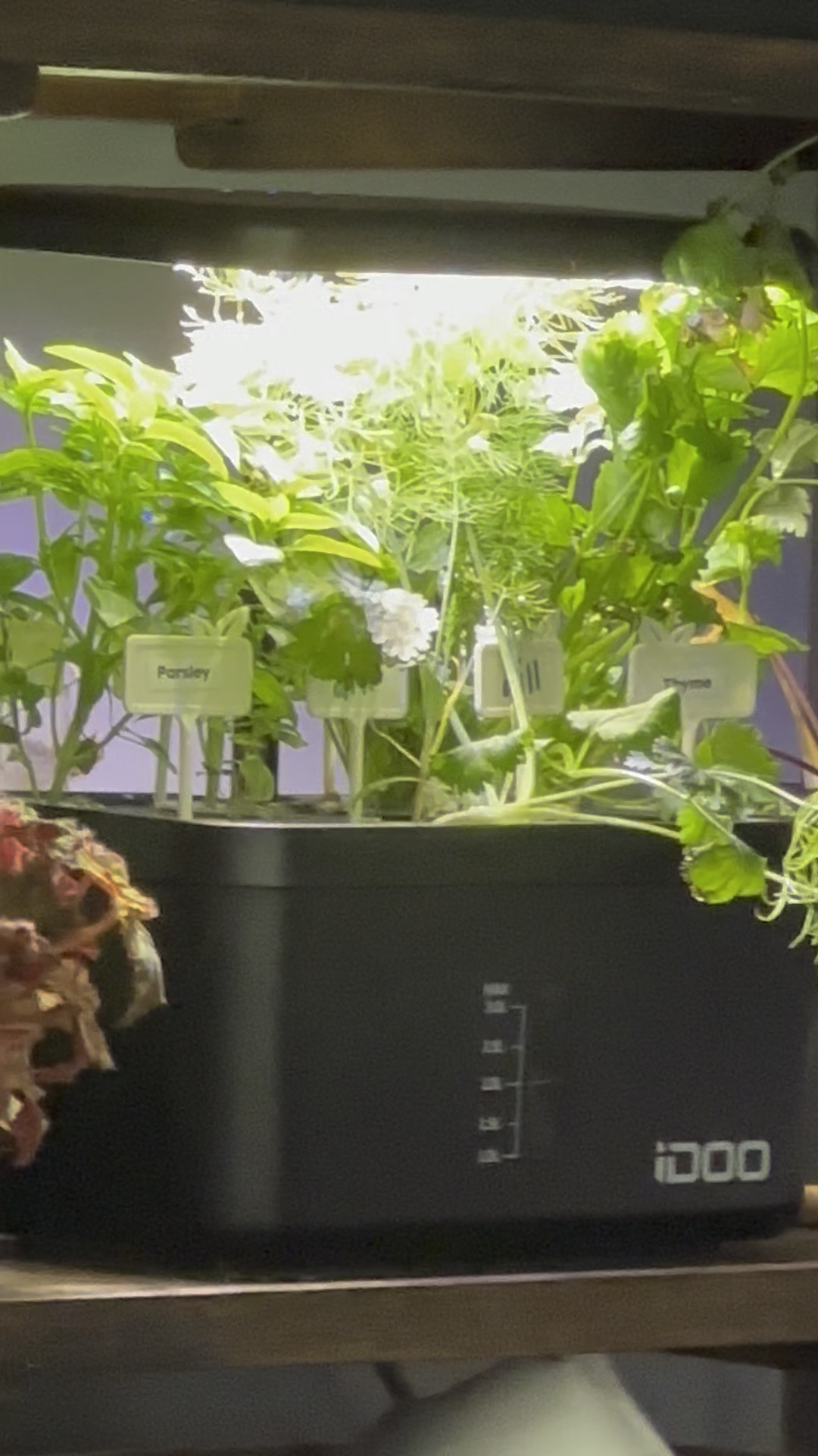 Who needs cilantro?

The hydroponic garden is a little out of control  

#hydroponics #howdidthishappen #growingherbs #herbgarden #indoorgarden #gardening #hydroponicgarden

#LTKSeasonal #LTKunder50 #LTKhome