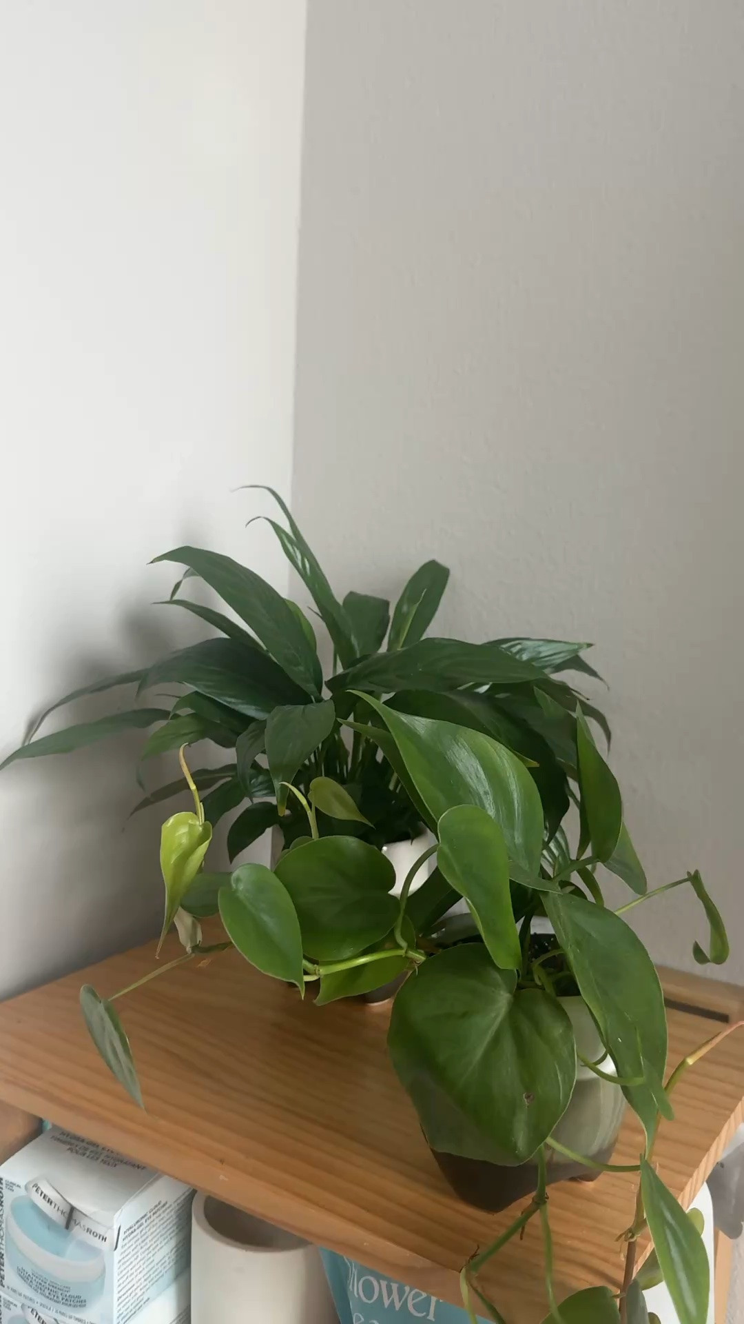Peace lily + philodendron are my new plant babies.

Plant mom, plants, indoor plants, peace Lilly, philodendron

#LTKselfcare #LTKHome #LTKdayinmylife