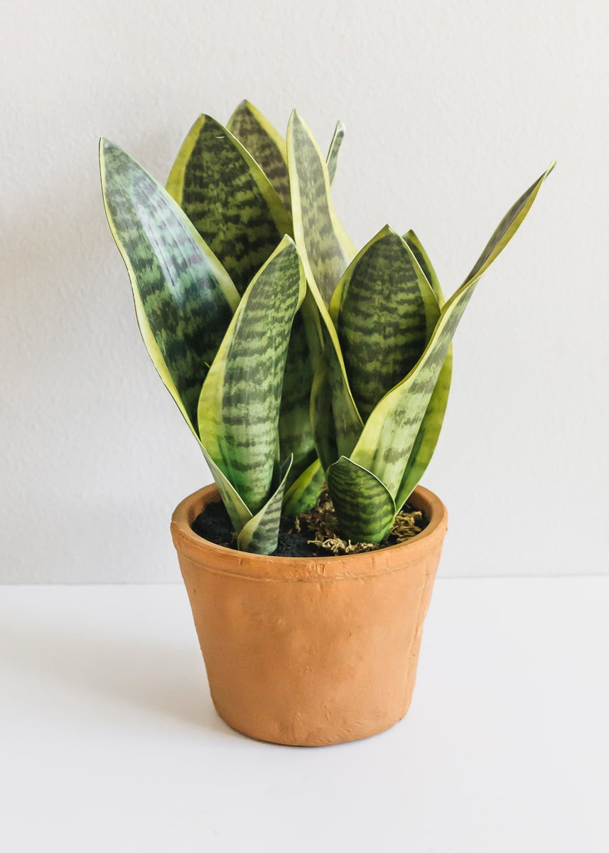 Fake Snake Plant in Terracotta Pot - 14" | Afloral (US)