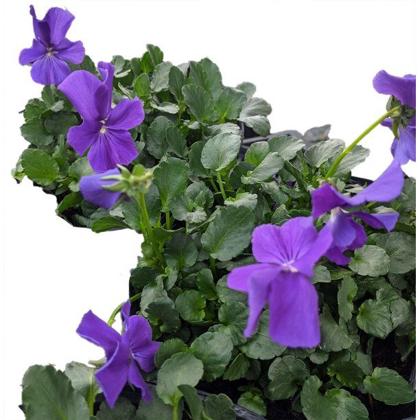 Purple Showers Marsh Violet Perennial - Viola - Shade Lover - Gallon Pot - Walmart.com | Walmart (US)