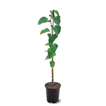 Southern Planters Pink Flowering Eastern Redbud Tree In Pot (With Soil) | Lowe's